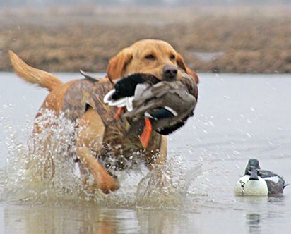 hunting-dog1.jpg