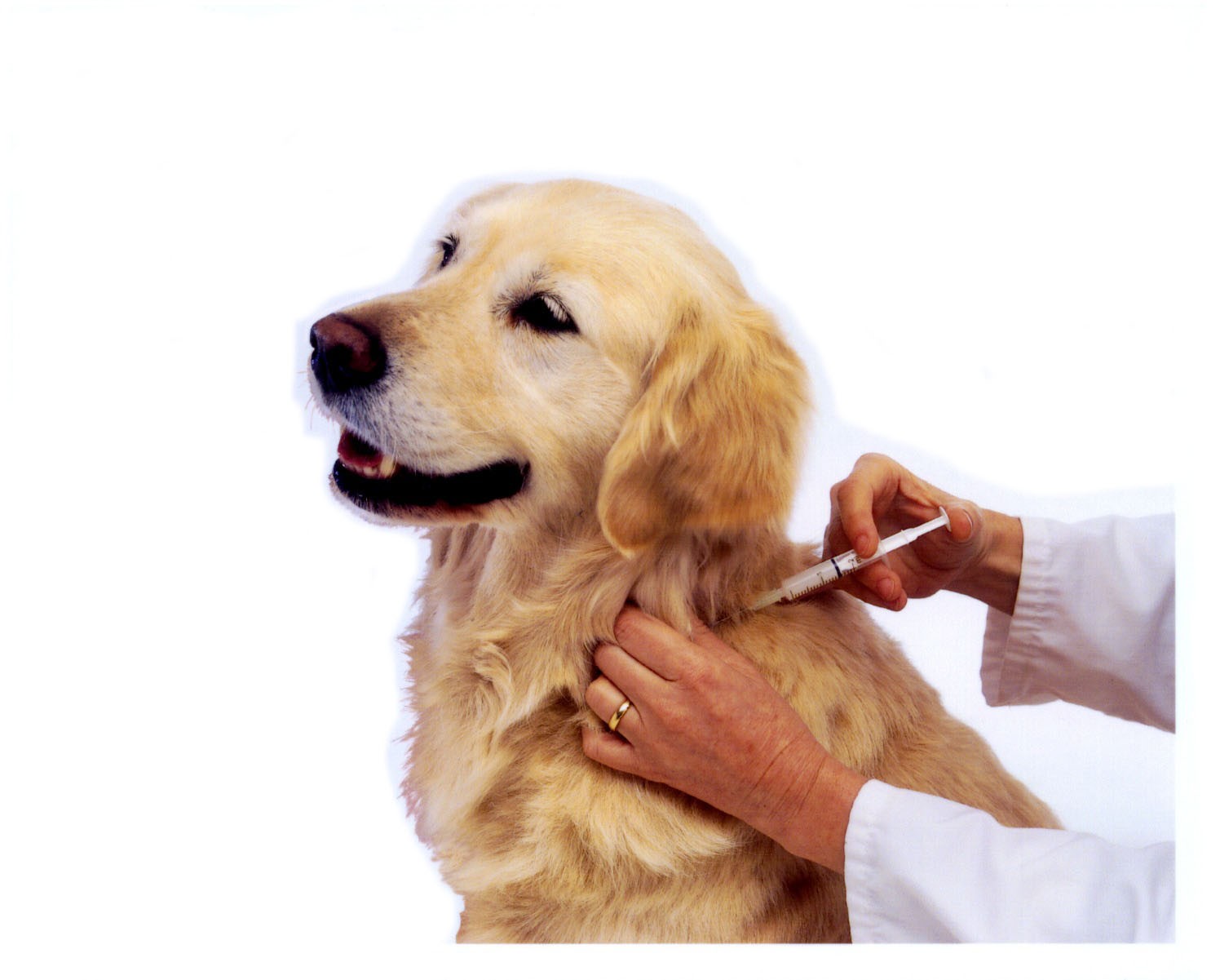 leptospirosis-locally-pakenham-on-veterinarian-animal-clinic