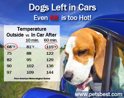 The Heat and our pet’s – Heatstroke prevention, symptoms and treatments ...